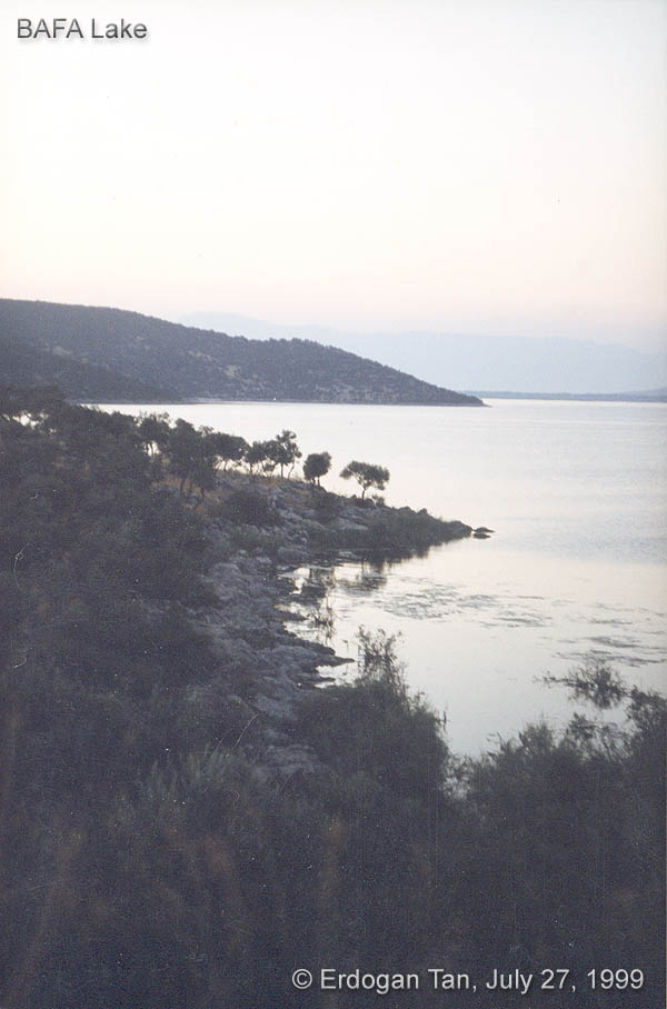 BAFA (�ami�i) G�l�