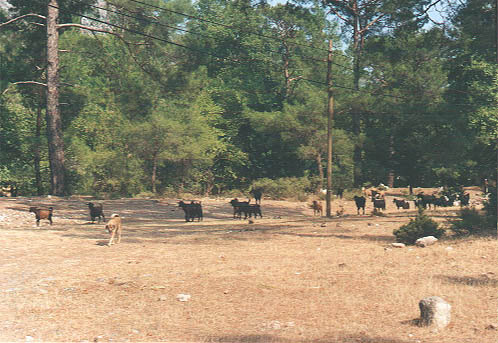 Click here to see other pictures...