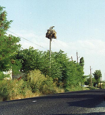 Igneada yolu zerinde Hamzabey ky ve leylek (1-7-2000)